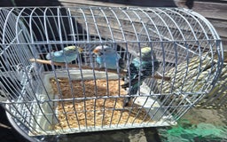 Budgerigars birds for sale: 3 blue Budgies.  And 2 male Chinese painted quails - Image 1
