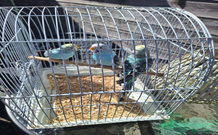 Budgerigars birds - Advert 14
