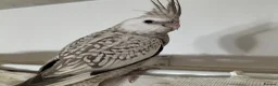Cockatiels birds for sale: Hand Reared Cockatiels in Hereford - Advert 4