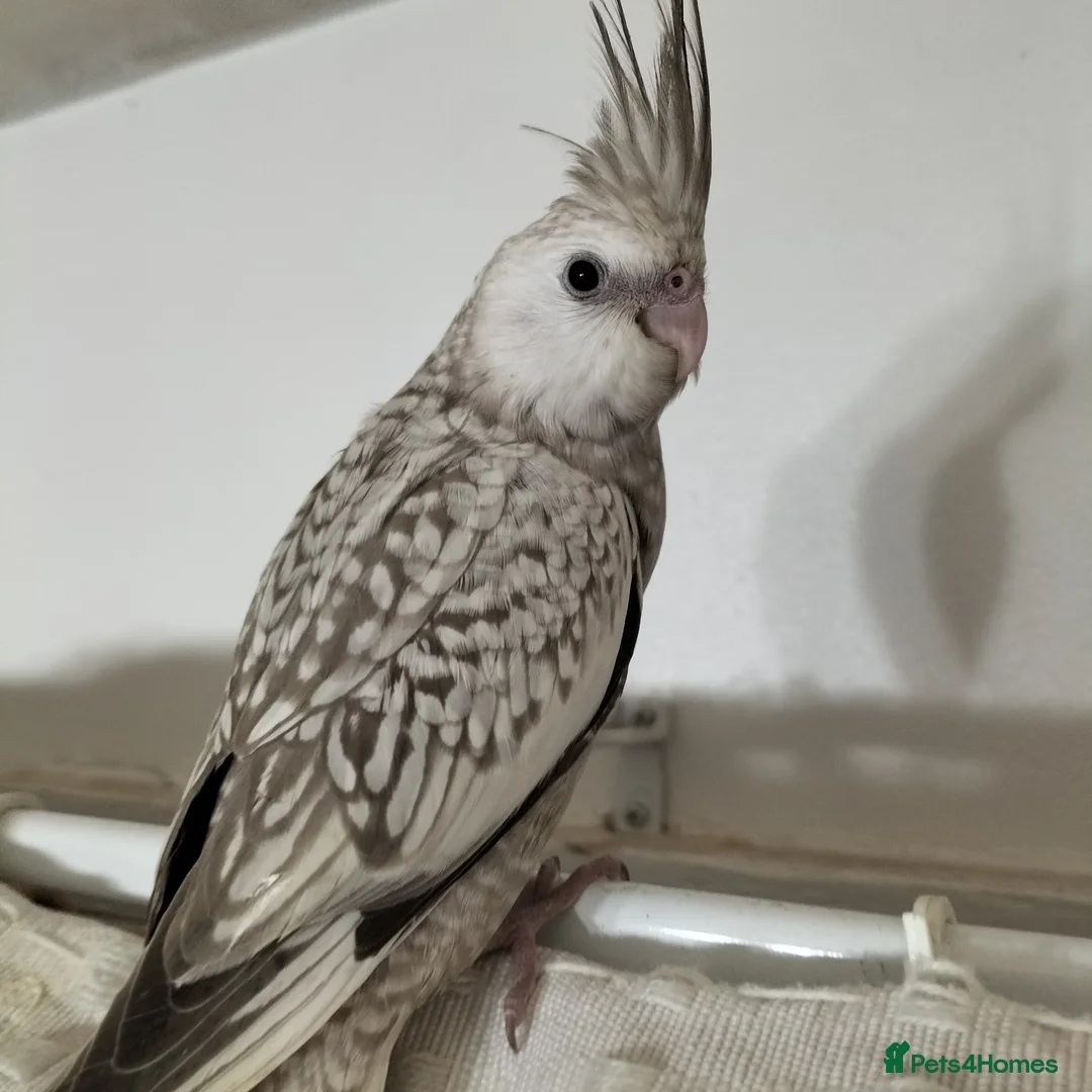 Cockatiels birds for sale: Hand Reared Cockatiels in Hereford - Advert 4