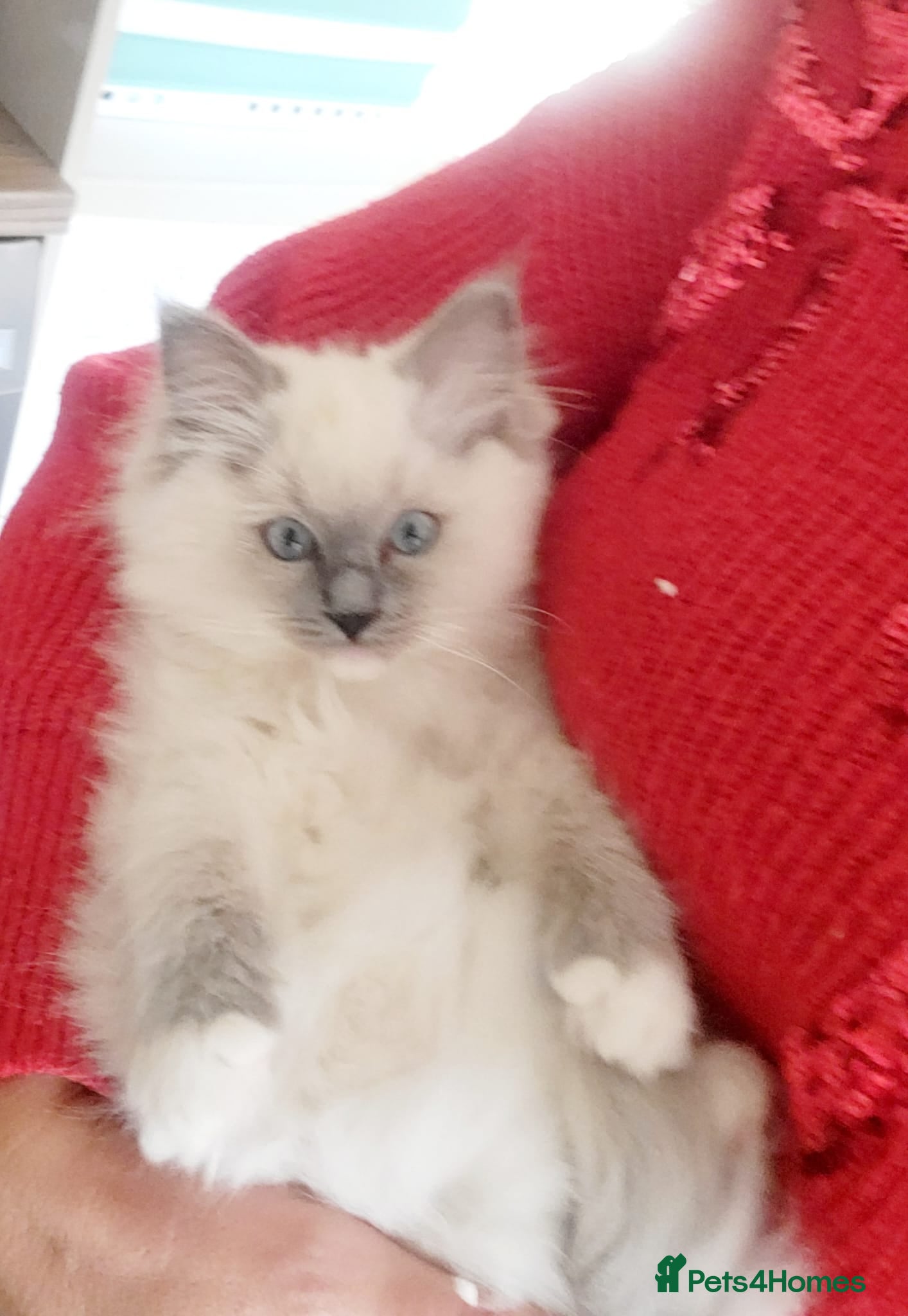 Ragdoll cats GCCF RAGDOLL KITTENS ( CHAMPION LINES) - Advert 2