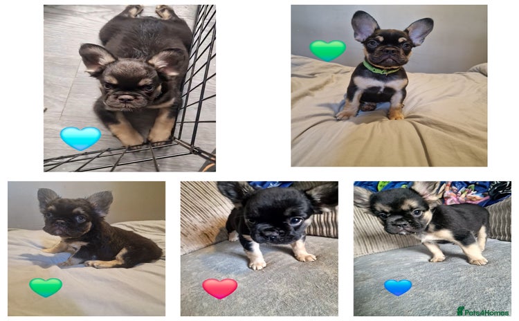 French Bulldog dogs - Advert 9