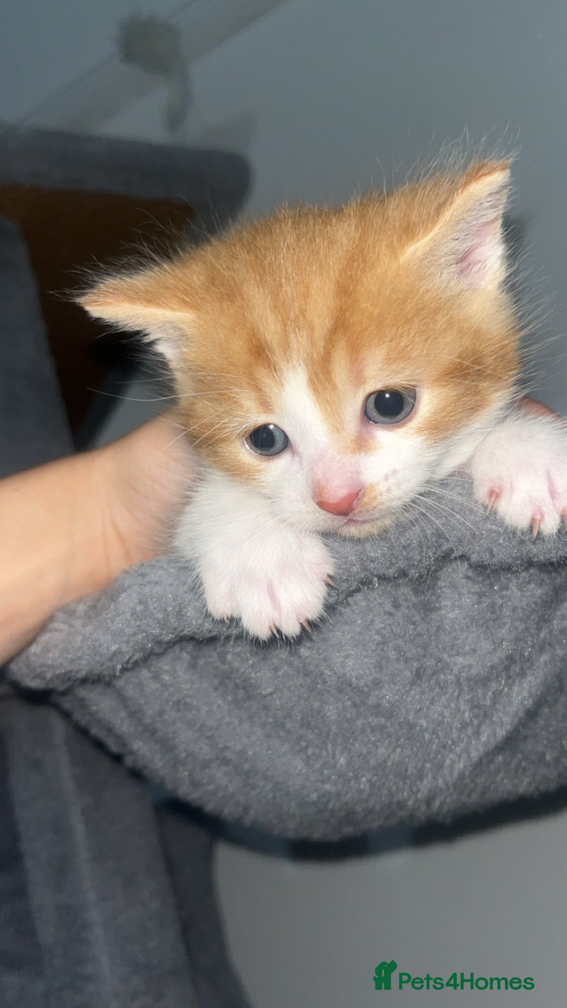 Mixed Breed cats 4 beautiful kittens  - Advert 2