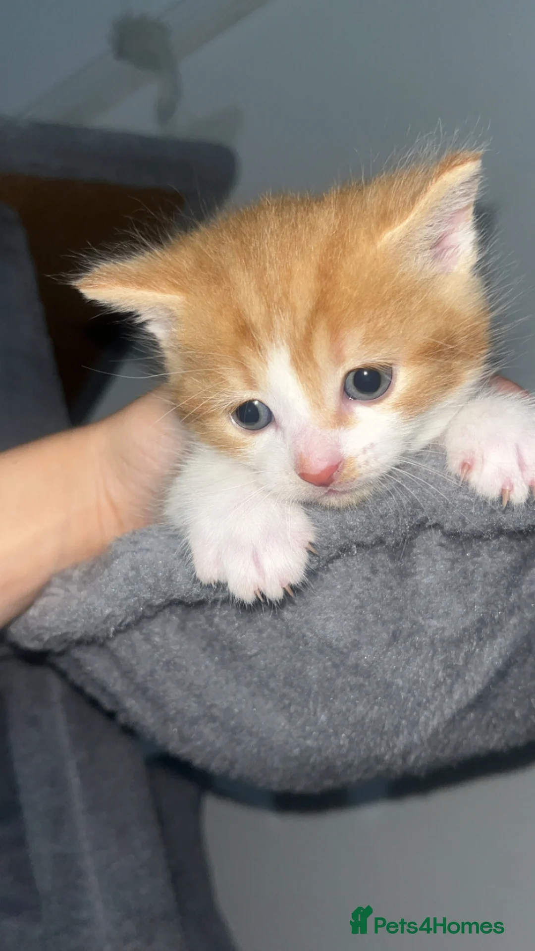 Mixed Breed cats for sale: 4 beautiful kittens  - Advert 1