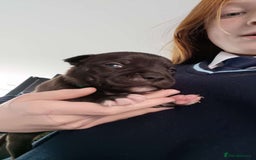 Staffordshire Bull Terrier dogs for sale: STAFFORDSHIRE BULL TERRIOR PUPPIES - Image 16