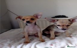 Miniature Pinscher dogs for sale: Mini pinscher for sele  - Image 13