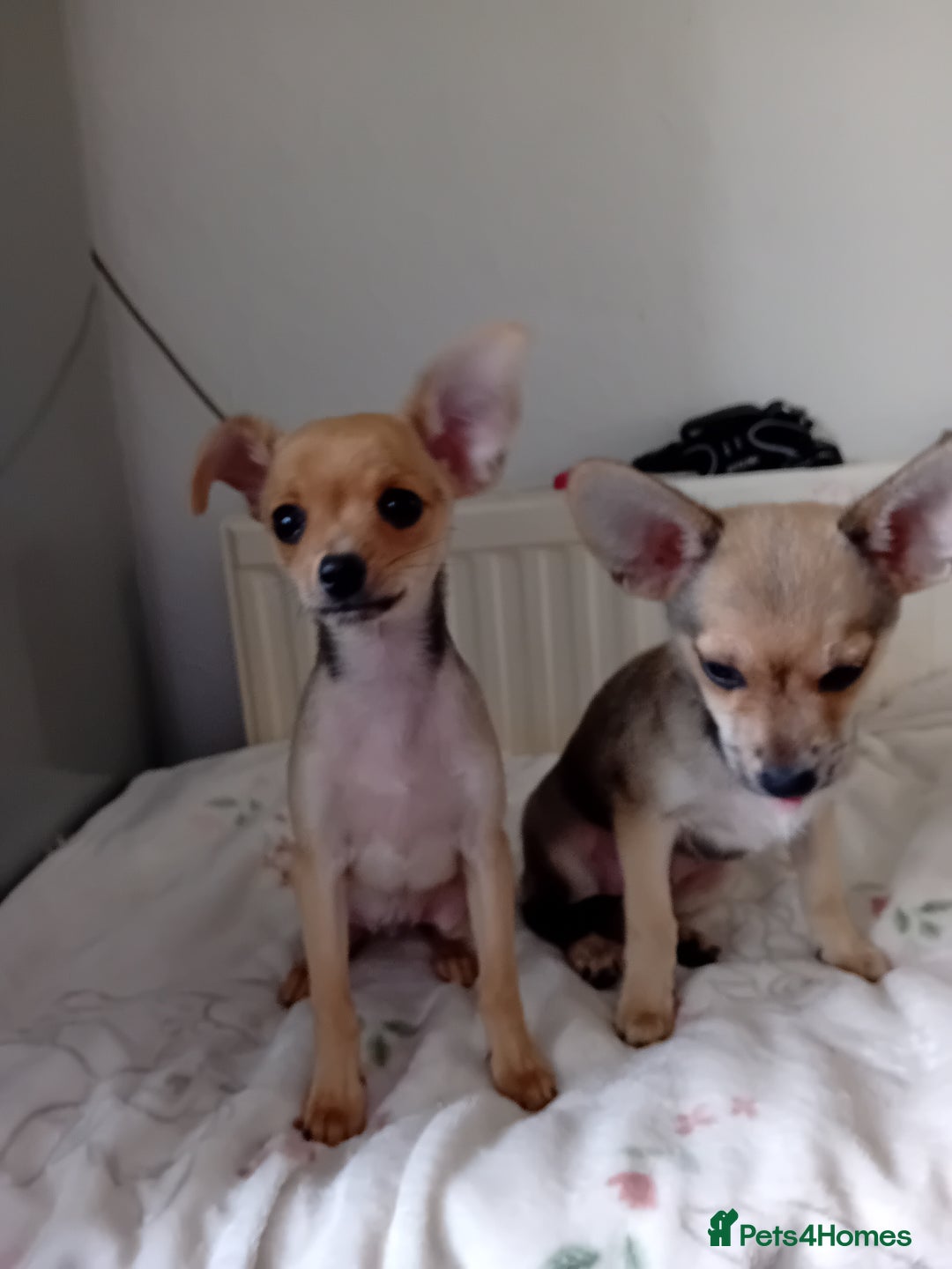 Miniature Pinscher dogs for sale: Mini pinscher for sele  - Image 13