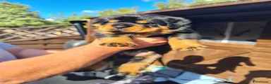 Rottweiler 1