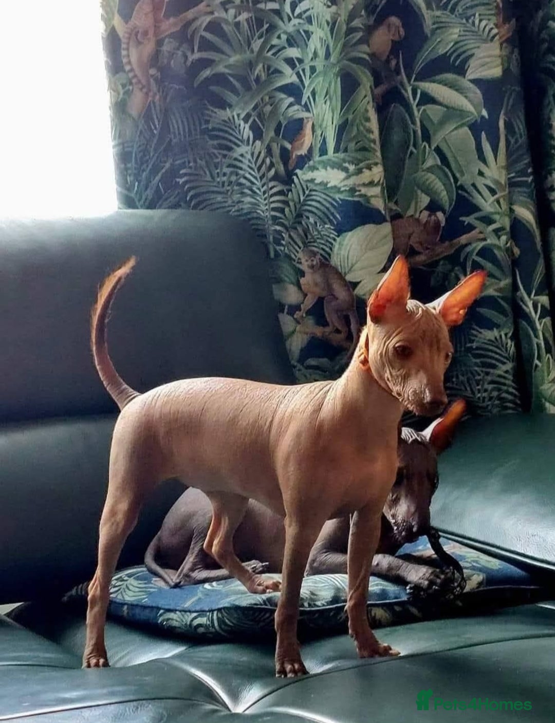 Mexican Hairless dogs for sale:  1 mini boy red  2000 mini black girl 2000. - Image 15