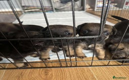 Border Terrier dogs for sale: Slem clear stunning boarder terrier puppies  - Image 8