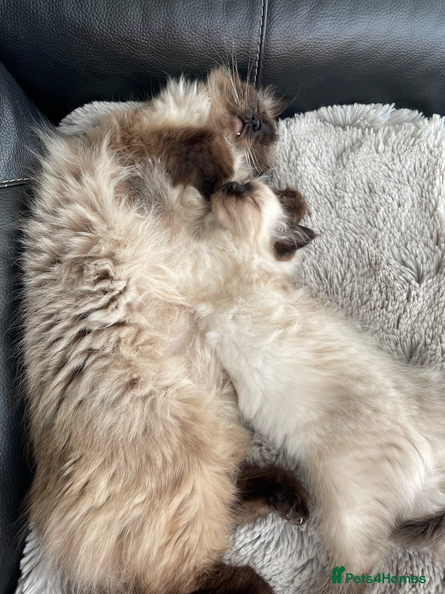 Ragdoll cats 3 gorg baby boy pure ragdoll  - Advert 12