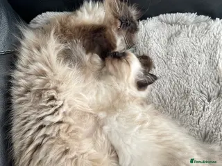 Ragdoll cats 3 gorg baby boy pure ragdoll - Advert 9