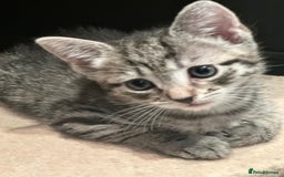 Mixed Breed cats for sale: Placid Tabby Girls  - Image 11