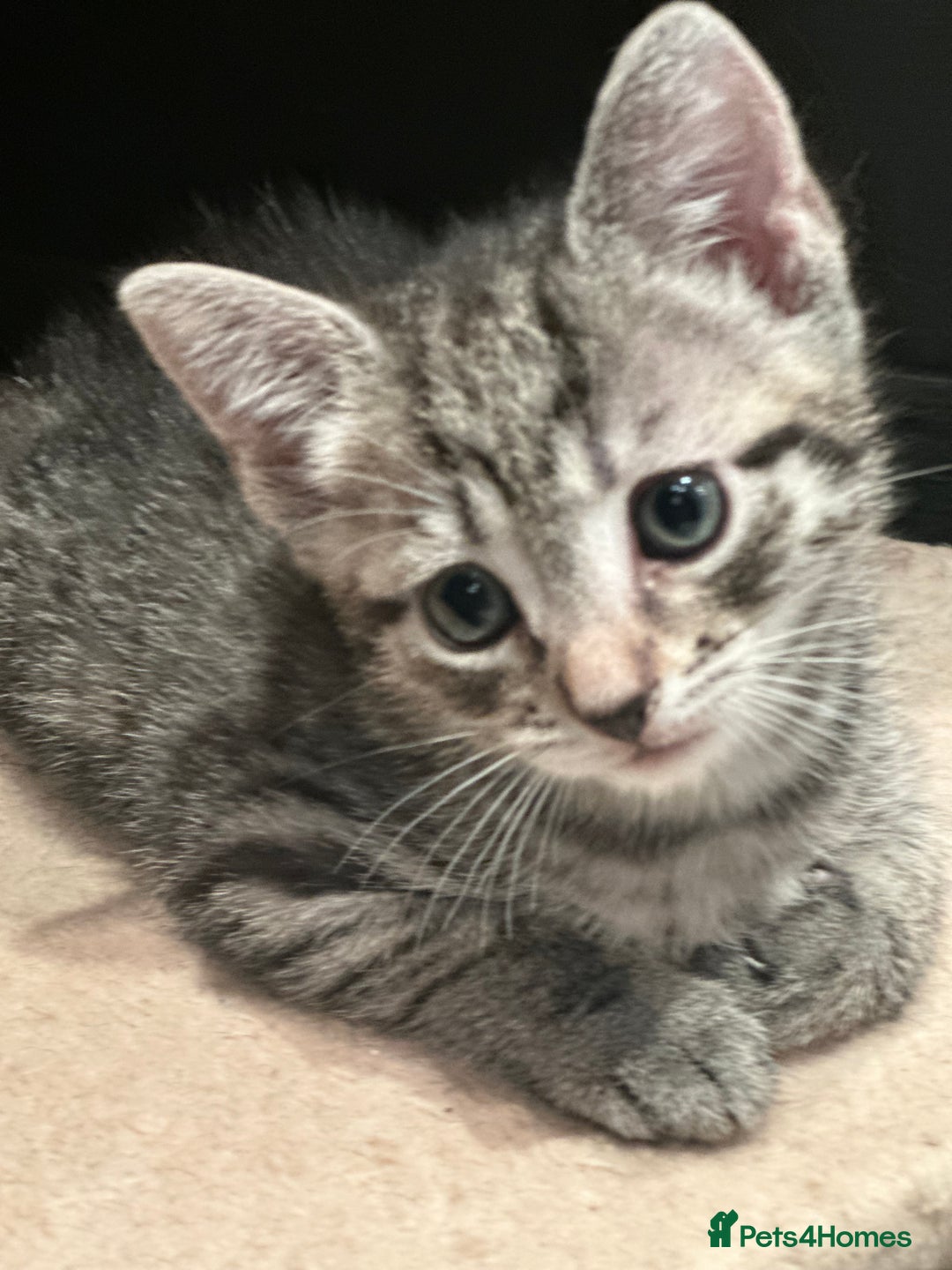 Mixed Breed cats for sale: Placid Tabby Girls  - Image 11