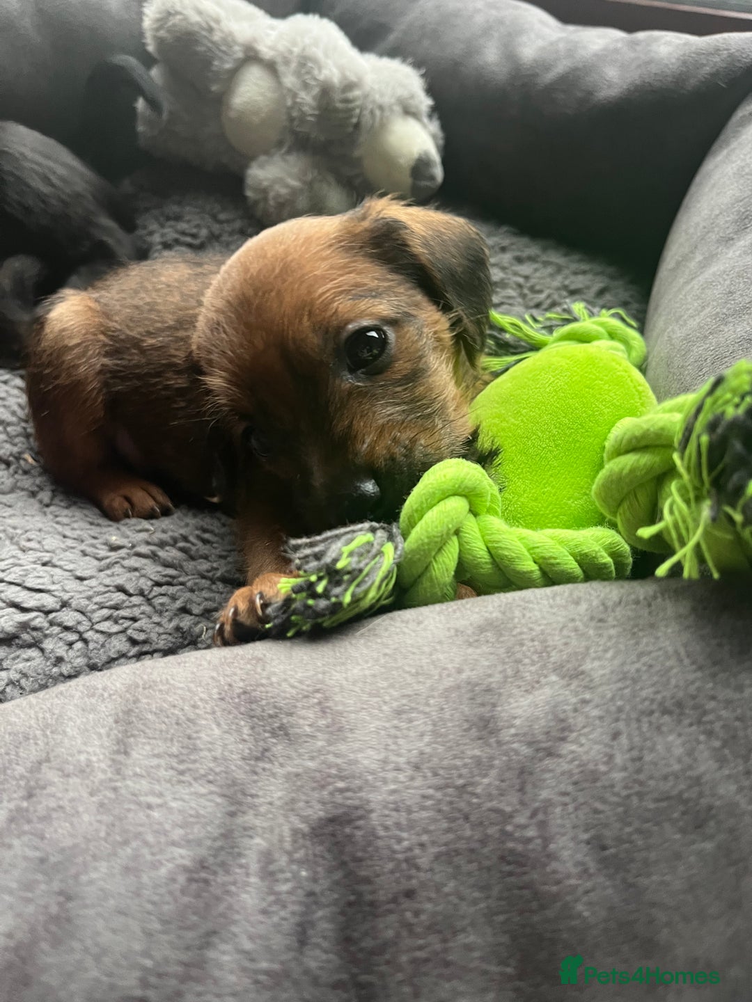 Mixed Breed dogs for sale: Gorgeous Plummer Terrier X Toy Poodle - Image 23