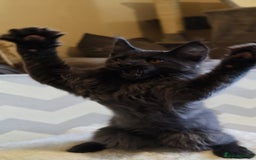 Maine Coon cats for sale: 25% OFF PURE MAINE COONS FROM CHAMPION BLOODLINE! - Image 2
