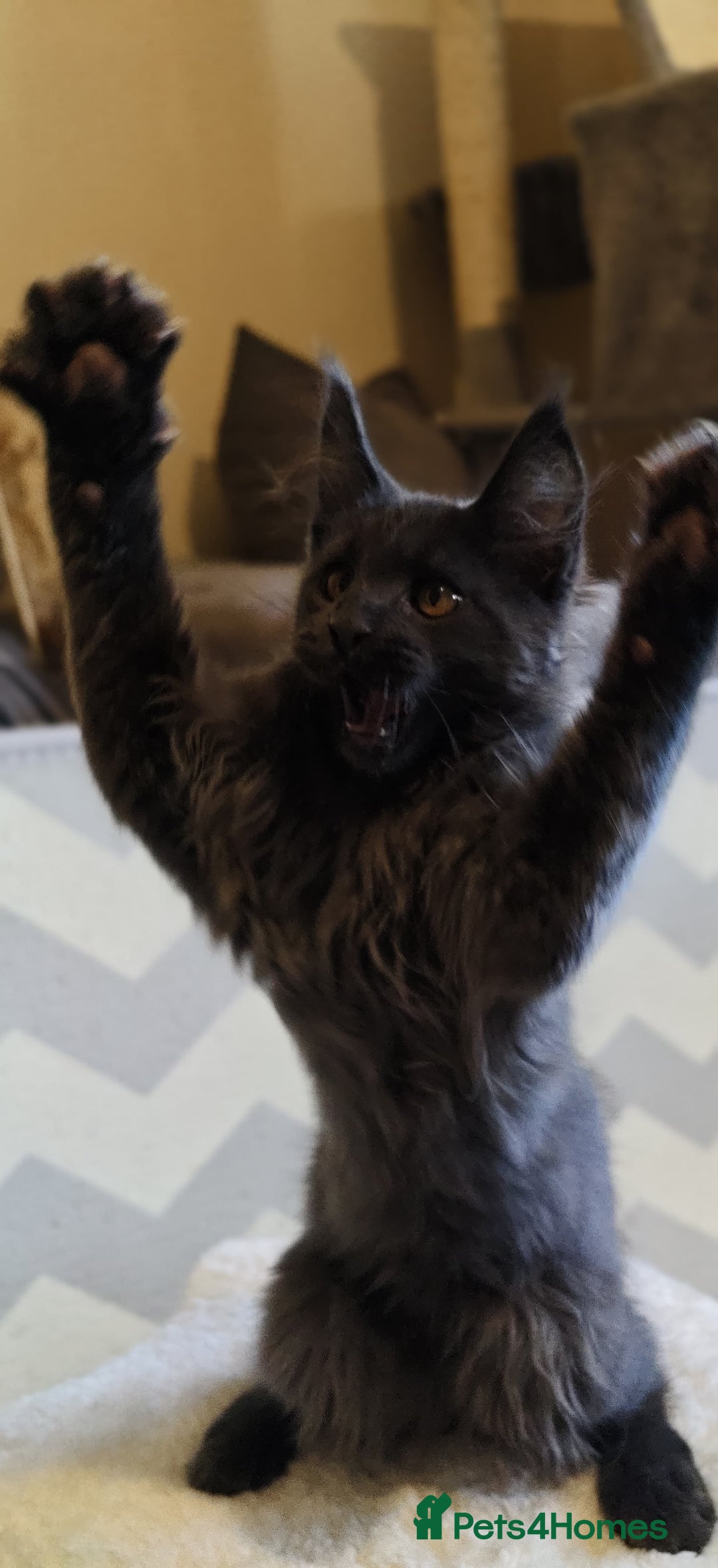 Maine Coon cats for sale: 25% OFF PURE MAINE COONS FROM CHAMPION BLOODLINE! - Image 2