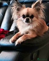 Chihuahua dogs - Advert 1