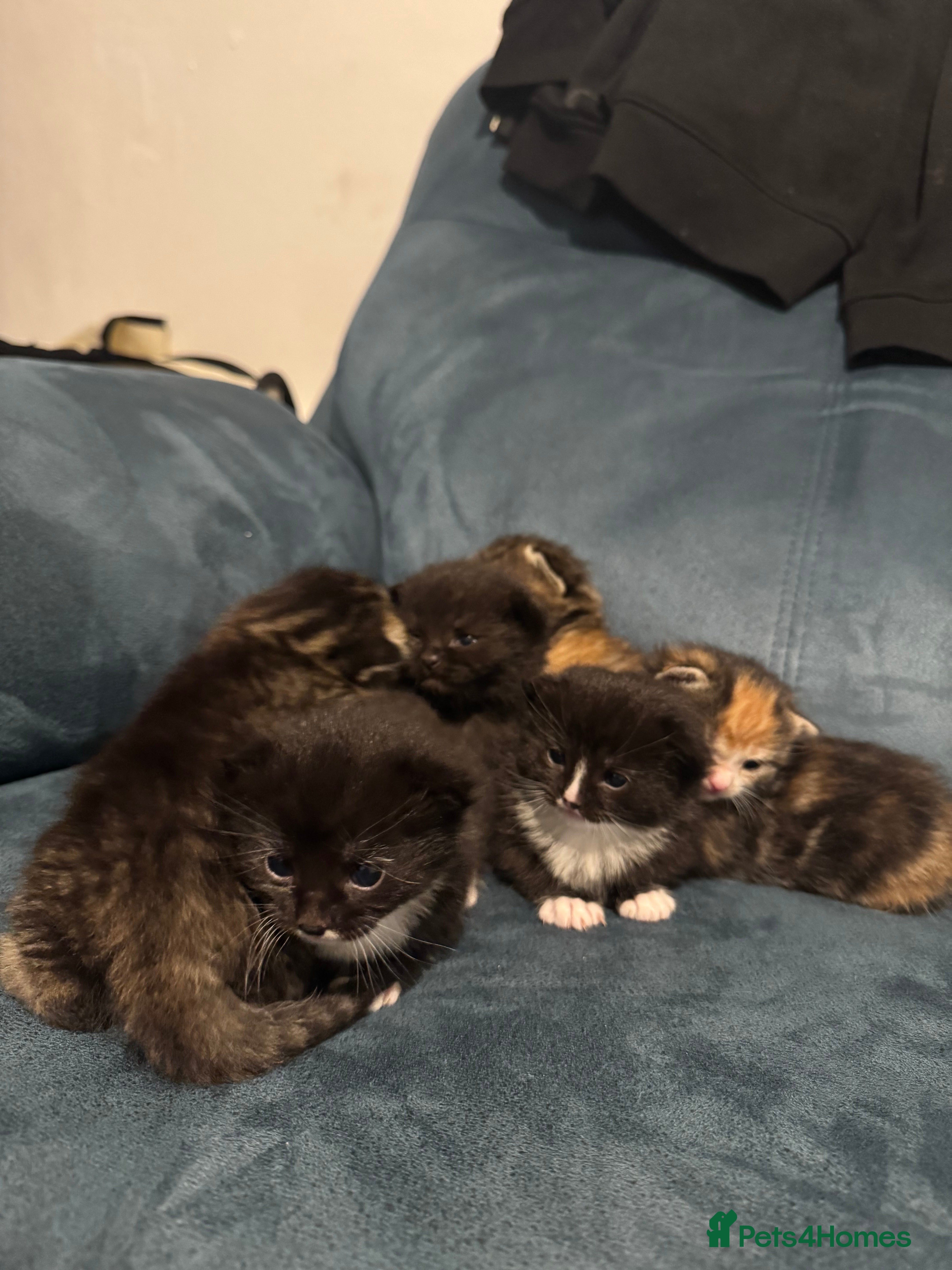 Mixed Breed cats Beautiful kittens for sale  - Advert 1