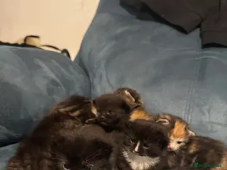 Mixed Breed cats Beautiful kittens for sale - Advert 1