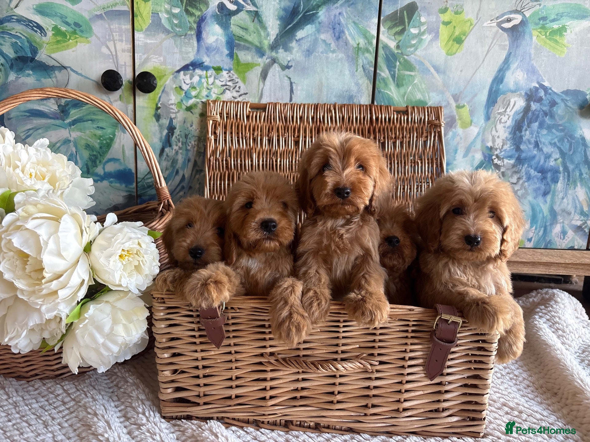 Cockapoo dogs Cockapoo F1 show type pups, PRIZEWINNING LINES  - Advert 8