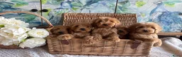 Cockapoo dogs for sale: Cockapoo F1 show type pups, PRIZEWINNING LINES  - Advert 1