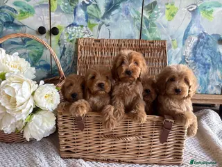 Cockapoo dogs Cockapoo F1 show type pups, PRIZEWINNING LINES - Advert 16