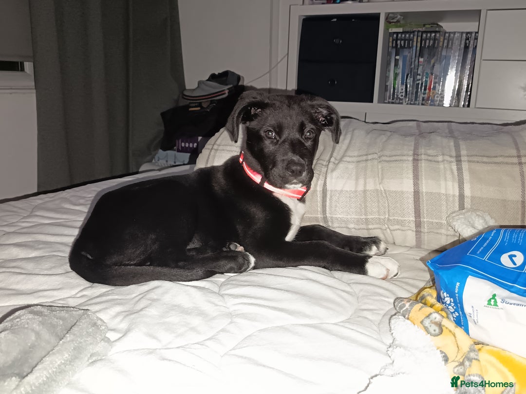 Mixed Breed dogs for sale: Aurora 5 month old German shepard cross - Image 5