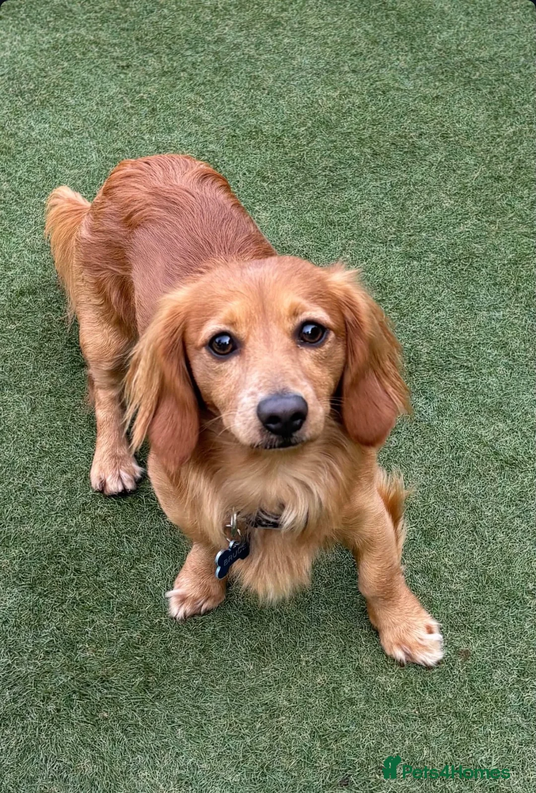 Dachshund dogs for stud: Red Long Haired Dachshund Stud in Prescot - Advert 3
