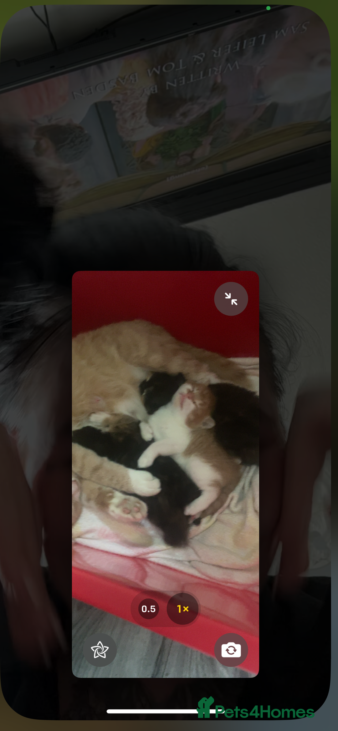 Mixed Breed cats for sale: Beautiful kittens  - Image 9