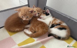 Mixed Breed cats for sale: Ginger boy - Image 4