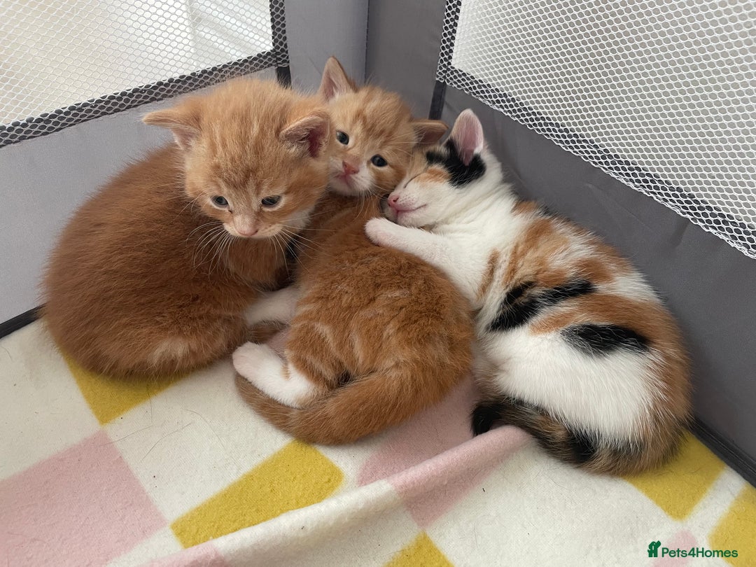 Mixed Breed cats for sale: Ginger boy - Image 4