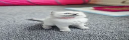 Ragdoll cats for sale: Ragdoll kittens looking new home 🏡  - Advert 3