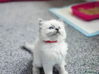 Ragdoll cats Ragdoll kittens looking new home 🏡 - Advert 12