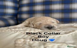 Poochon dogs for sale: Beautiful Poochon Puppies – Ready for Viewing - Image 2