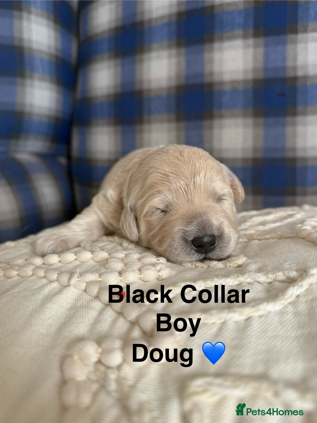Poochon dogs for sale: Beautiful Poochon Puppies – Ready for Viewing - Image 2