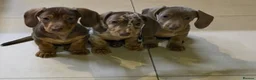 Miniature Dachshund dogs for sale: Beautiful Miniature Dachshund Puppies for Sale. - Advert 6