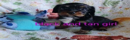 Mixed Breed dogs for sale: Beautiful Cavalier Mix Breed pups - Advert 8