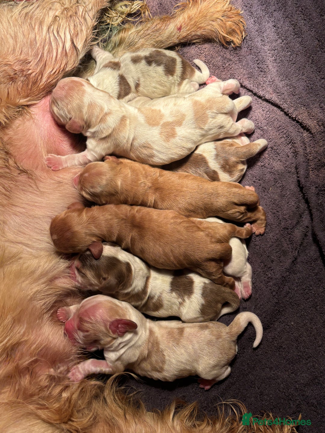 Cocker Spaniel dogs for sale: Outstanding of top quality show type puppies 🌈🐶 - Advert 18