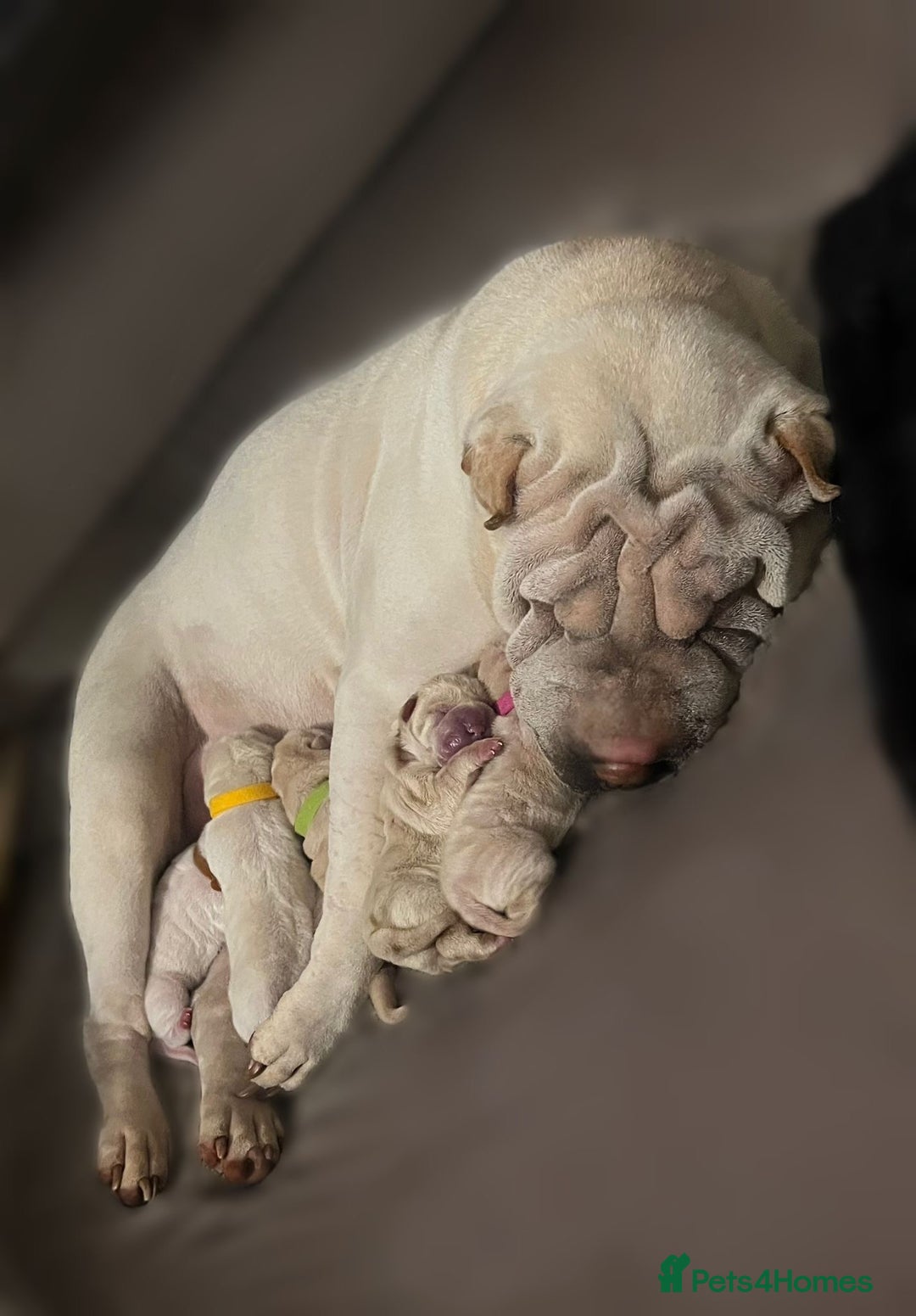 Shar Pei dogs for sale: 2 boys left full shar pei - Image 17