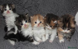 Scottish Fold cats for sale: Delightful Babies with delightful markings - Advert 1