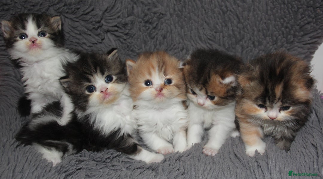 Scottish Fold cats for sale: Delightful Babies with delightful markings - Advert 1