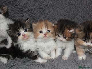 Scottish Fold cats for sale: Delightful Babies with delightful markings - Advert 1