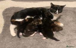 British Shorthair cats for sale: Dutchuss and kittens  - Image 4