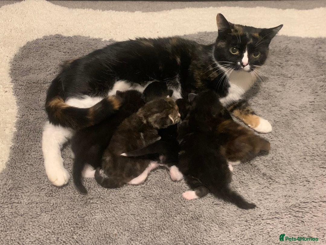 British Shorthair cats for sale: Dutchuss and kittens  - Image 4