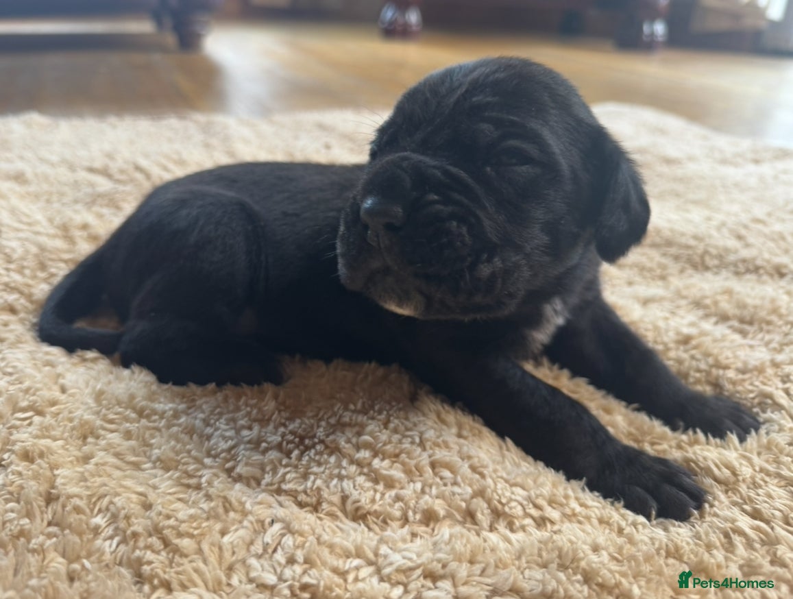 Cane Corso dogs Cane Corso Puppies - Irish Kennel Club Registered  - Advert 2