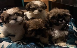 Shih Tzu dogs for sale: Adorable Shih Tzus waiting for their perfect match - Image 3