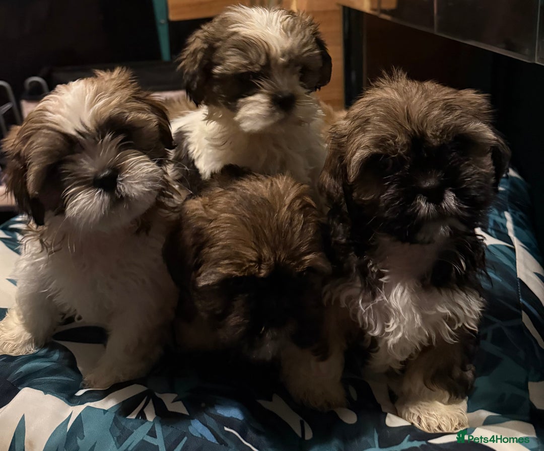 Shih Tzu dogs for sale: Adorable Shih Tzus waiting for their perfect match - Image 3