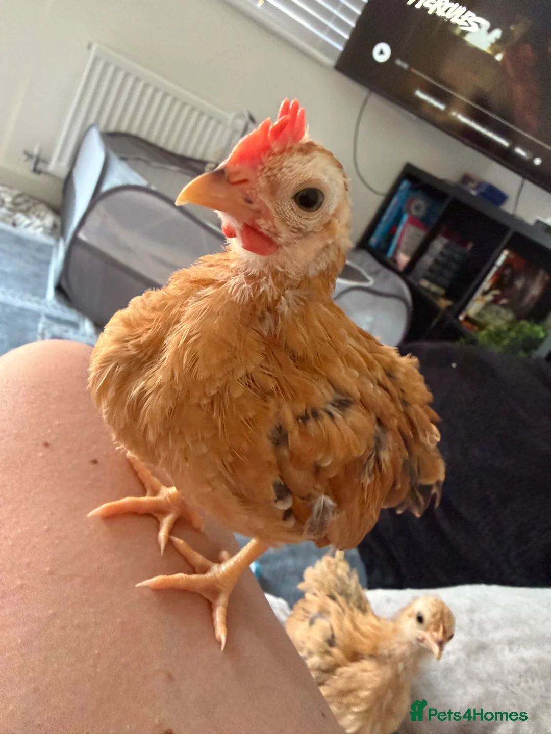 Chickens poultry for sale:     Hand-Reared Serama Pair for Loving Home in Pershore - Advert 9