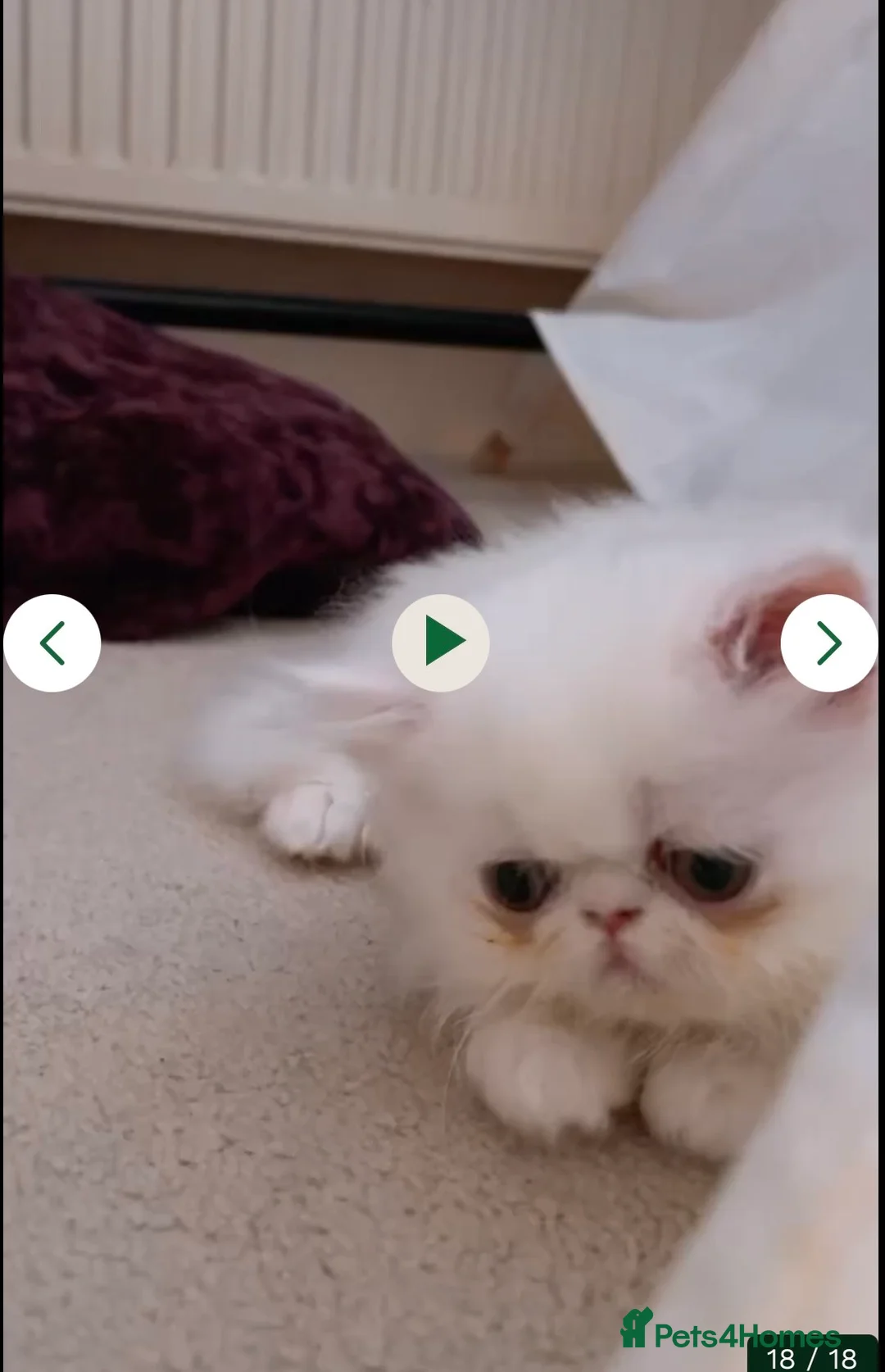 Persian cats for sale: ꨁ 🍃 ҉🌺☆ EXOTIC LONG HAIR PERSIAN  - Advert 2